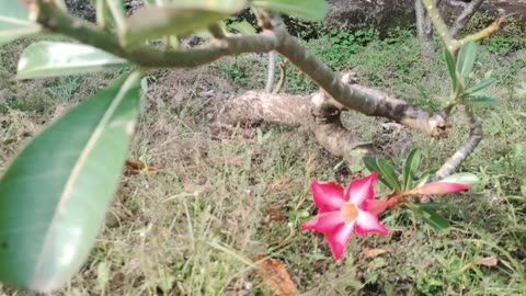 beautiful flower on the backyard #nature #flower #viral #fiew