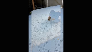 Dog dances in the snow wearing a coat