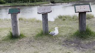 Seagulls compete for food