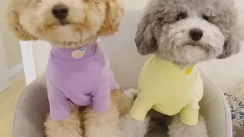 Funny Dog videos compilation 2021 || Dog funny tiktok