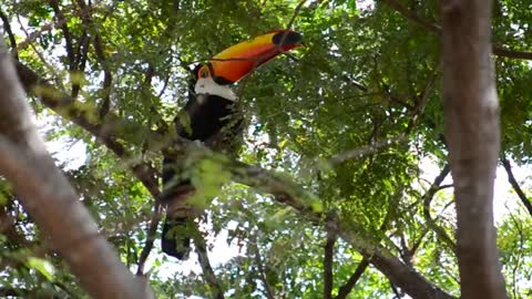 Brazil toucan bird