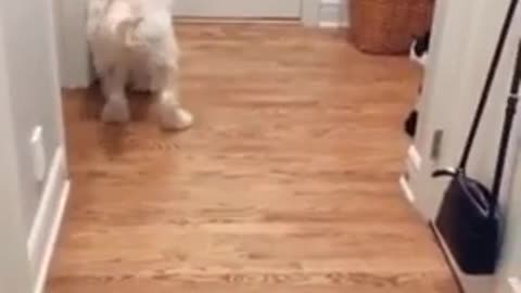 Gatito asusta a un perro