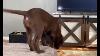 Cute Little Leaping Labrador