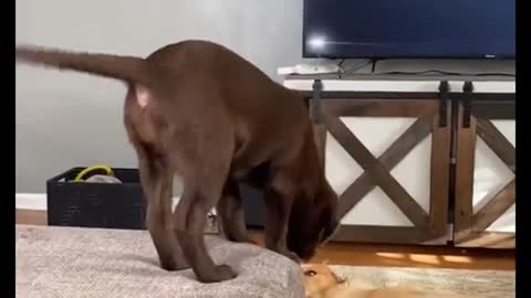 Cute Little Leaping Labrador