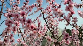 Peach Tree in Bloom