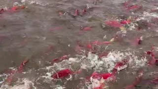 Have you ever seen fish like this?