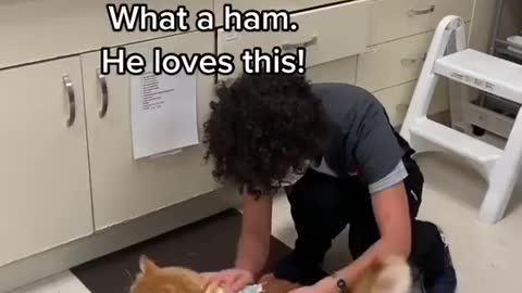 Everyone loves this cat's moves at vet