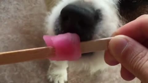 Cute dog eating icicle from hand