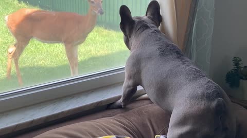 French Bulldog Doesn't Approve of Doe Being in Yard