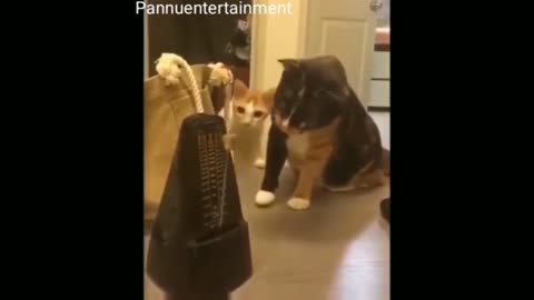 Dogs Funy Animal In The Video ویڈیو میں کتوں کا مزاحیہ جانور