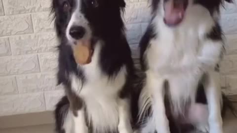 funny video and dogs