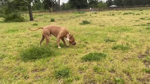 German Shepherd Attacks Pitbull [OFF LEASH DOG PARK]