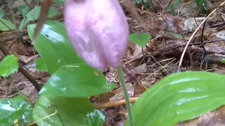 Lady's Slipper