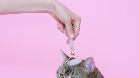 Massaging a Cat With a Facial Roller
