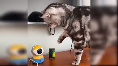 Cat Reaction to Toy | funny cat toy reaction
