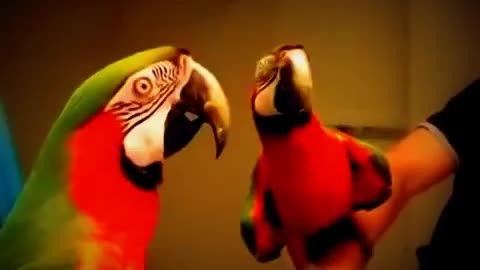 Funny bird Parrot