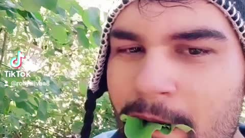 eating eucalyptus leaves