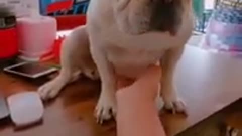 Needy French Bulldog tries to get attention from the owner #shorts
