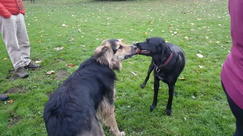 Ultimate dog tug-of-war