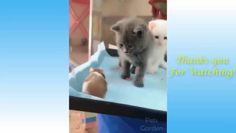 Hamster and Cats