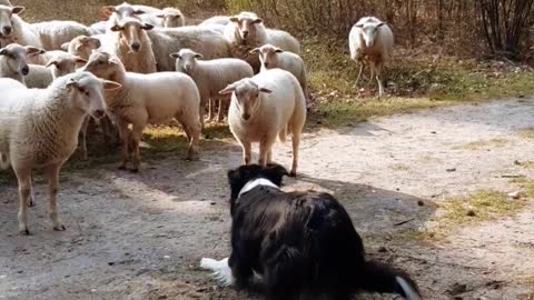 Stubborn Lamb Challenges Sheep Dog