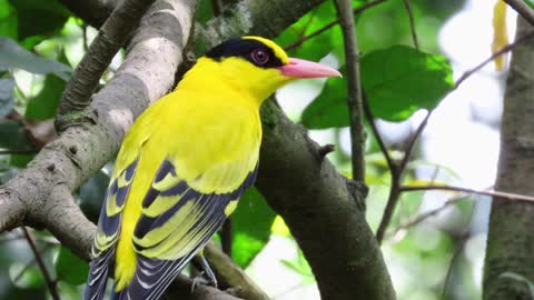 Beautiful bird in the natural forest