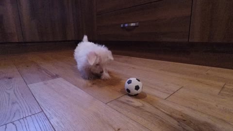 Westie Puppy's Epic Playtime With Mini Soccer Ball