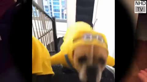 Dog nice video