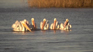 Synchronized Pelican Feeding