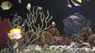 Calming Coral and Fish