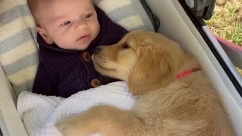 Cute baby and dogs together