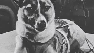 Meet Laika The First Animal That Orbit Space