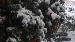 Snowing on the orange tree