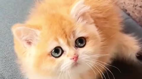 Cute cats new video