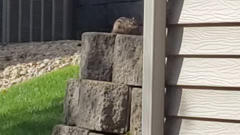 Chipmunk chirp