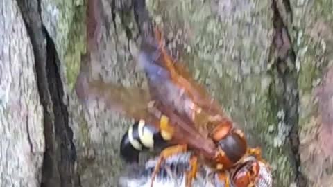 Cicada gets caught and paralyzed by a cicada killer wasp.