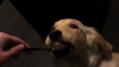 Puppy golden retriever licks peanut butter off a spoon