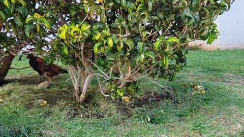 Chickens Under a Bush