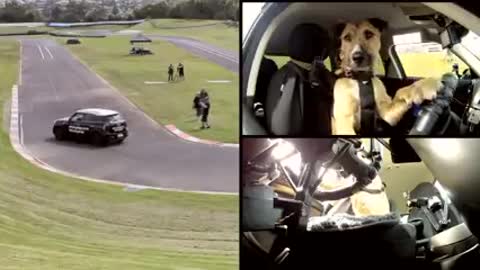 World's first dog driving the car