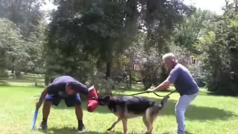 Step by step instructions to Make Dog Become Fully Aggressive With Few Simple Tips