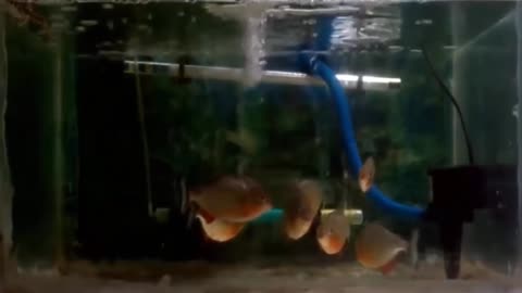 School of piranha attacks and devours frogs in seconds