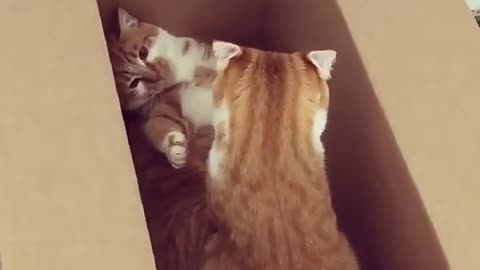 Cats fighting compilation videos of all time!
