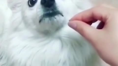 Irritating a dog while feeding | Funny Dog Video | Check out dogs reaction #shorts
