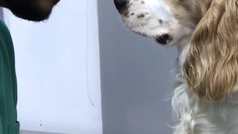 Well-Behaved Doggo Nonchalant through Vet Exam