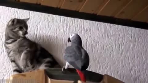 funny birds playing with cats