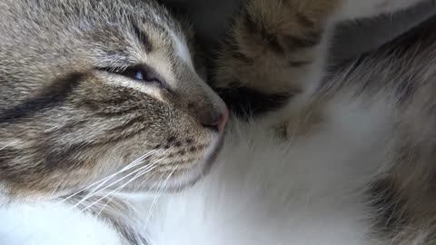 Small Cat Being Adorable ASMR