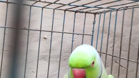 Lovely talking parrot..