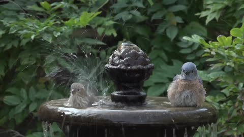 A group of beautiful birds swim in the fountain