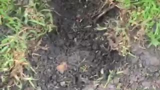 Dog getting in trouble for digging hole