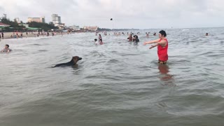 Dog Wants a Swimming Buddy